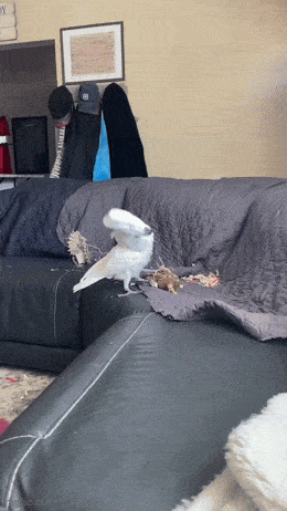 Daily Gifdump Daily Gifdump