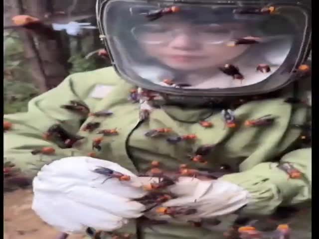 Scientist Collecting Giant Asian Hornets Known to Have One of the Most Painful Stings