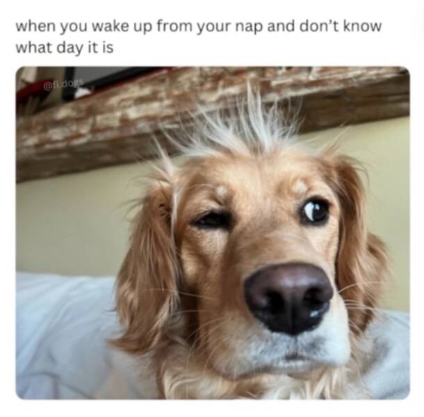 Adorable Sleepy Animals Thatll Melt Your Heart