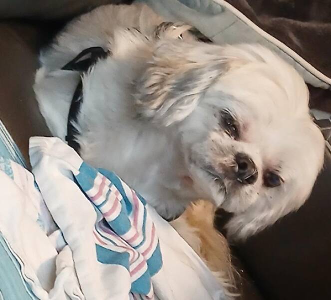 Adorable Sleepy Animals Thatll Melt Your Heart