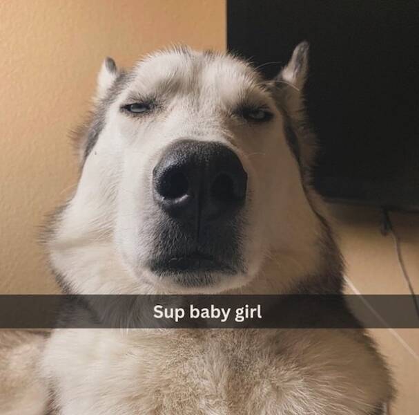 Adorable Sleepy Animals Thatll Melt Your Heart