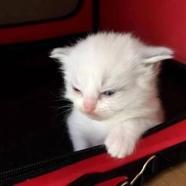 Adorable Sleepy Animals Thatll Melt Your Heart