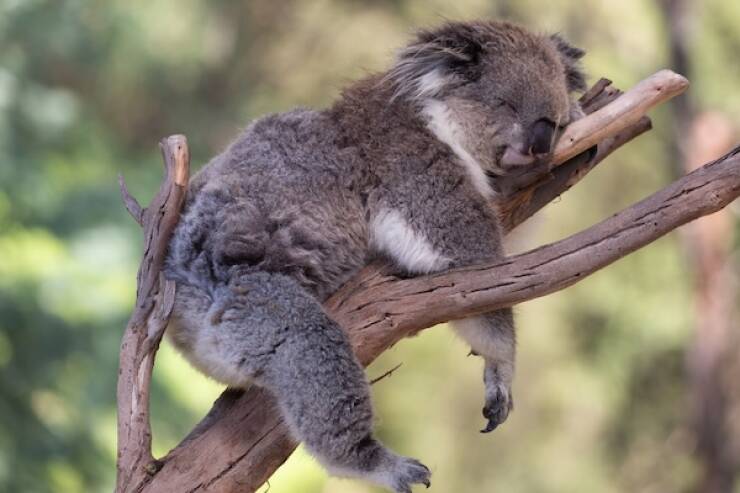 Adorable Sleepy Animals Thatll Melt Your Heart