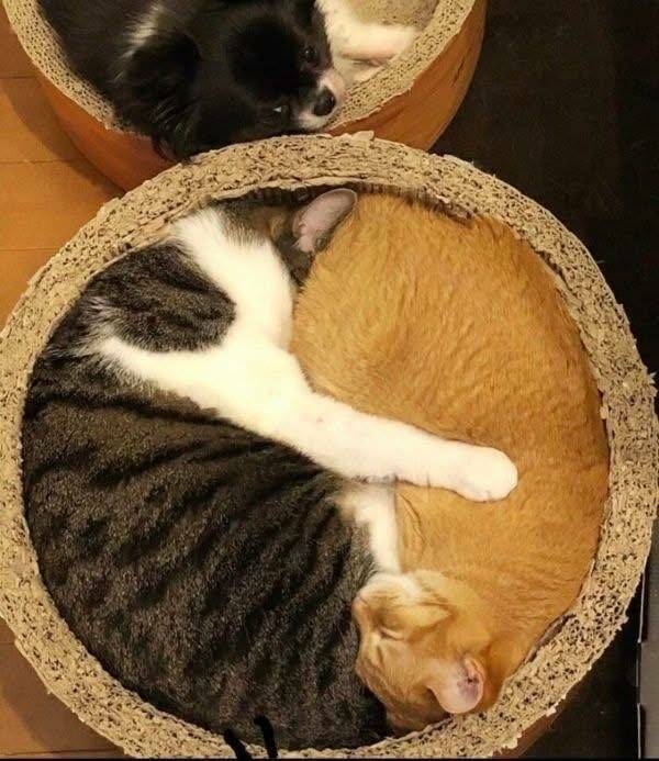 Morning Picdump Morning Picdump