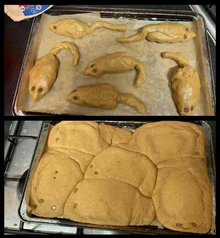 The Wild Side of the Internet, One Pic at a Time