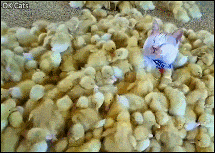 Daily Gifdump
