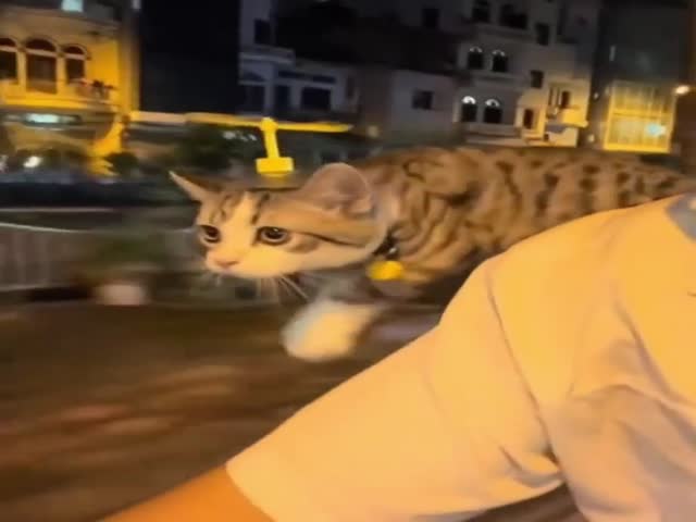 Super Cat