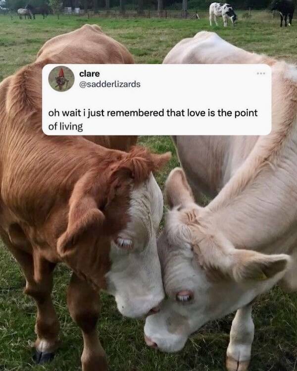 Uplifting Pics to Make Your Day a Bit Better