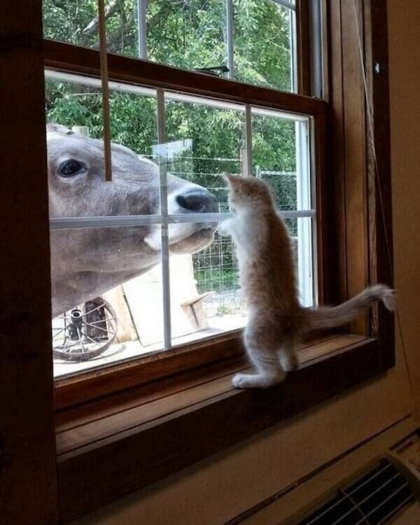 Uplifting Pics to Make Your Day a Bit Better