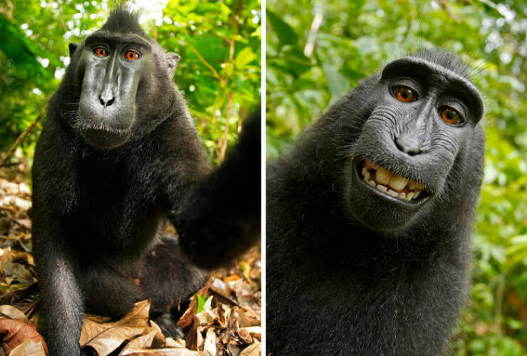 When Wildlife Becomes the Photographer’s Assistant