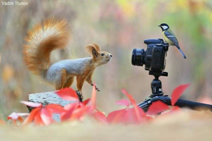 When Wildlife Becomes the Photographer’s Assistant