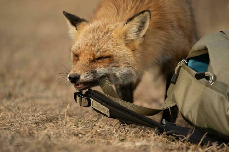 When Wildlife Becomes the Photographer’s Assistant
