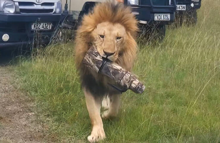 When Wildlife Becomes the Photographer’s Assistant