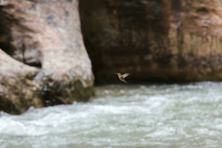 When Wildlife Becomes the Photographer’s Assistant When Wildlife Becomes the Photographer’s Assistant