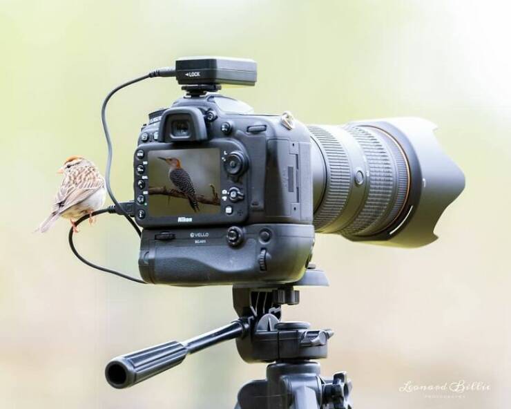 When Wildlife Becomes the Photographer’s Assistant When Wildlife Becomes the Photographer’s Assistant