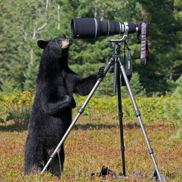 When Wildlife Becomes the Photographer’s Assistant When Wildlife Becomes the Photographer’s Assistant