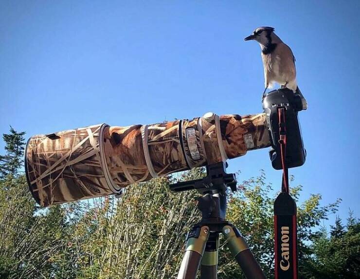 When Wildlife Becomes the Photographer’s Assistant When Wildlife Becomes the Photographer’s Assistant