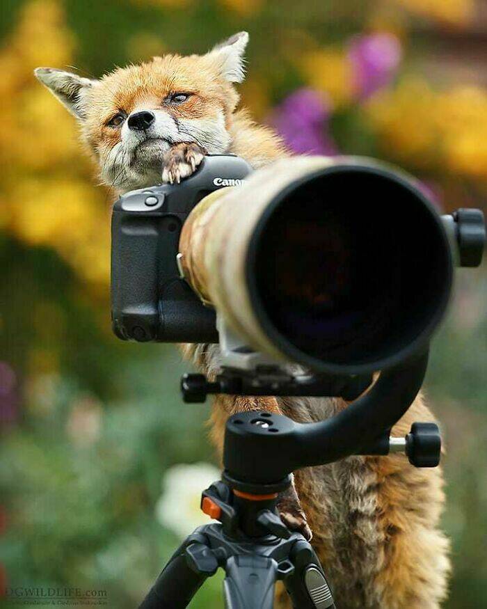 When Wildlife Becomes the Photographer’s Assistant