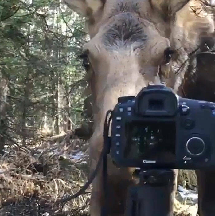 When Wildlife Becomes the Photographer’s Assistant When Wildlife Becomes the Photographer’s Assistant