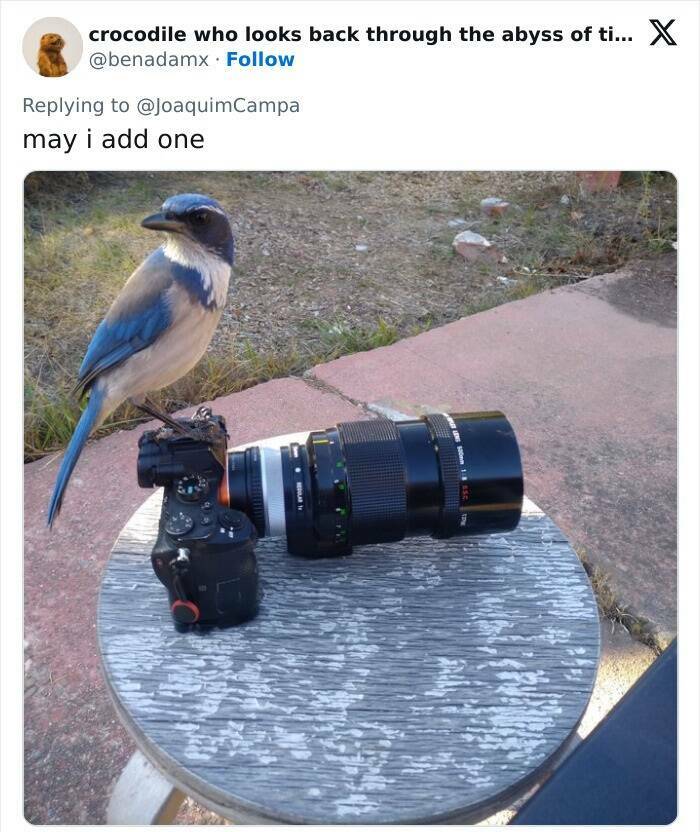 When Wildlife Becomes the Photographer’s Assistant When Wildlife Becomes the Photographer’s Assistant