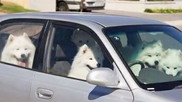 Daily Picdump