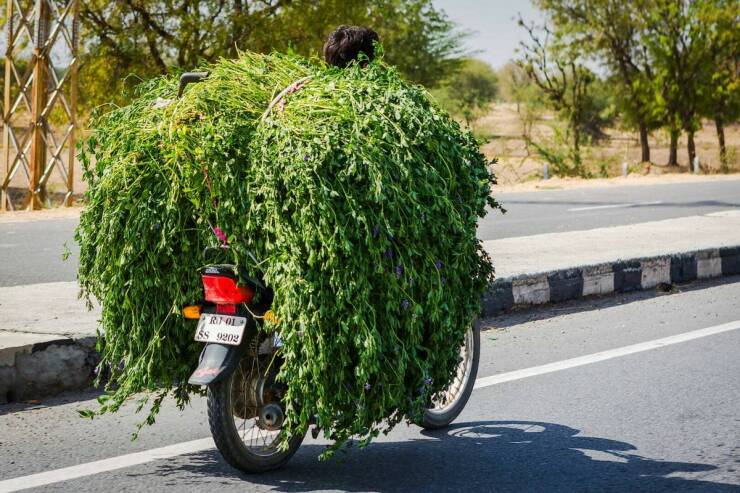 Daily Picdump