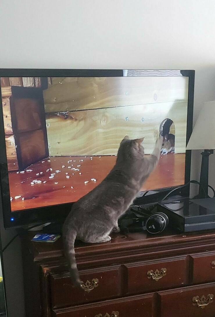 Daily Picdump