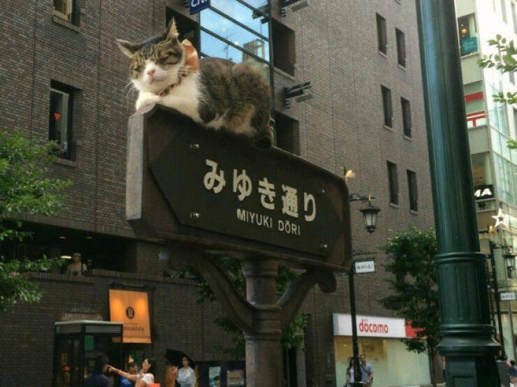 Purrfectly Hilarious Cat Moments Caught on Camera
