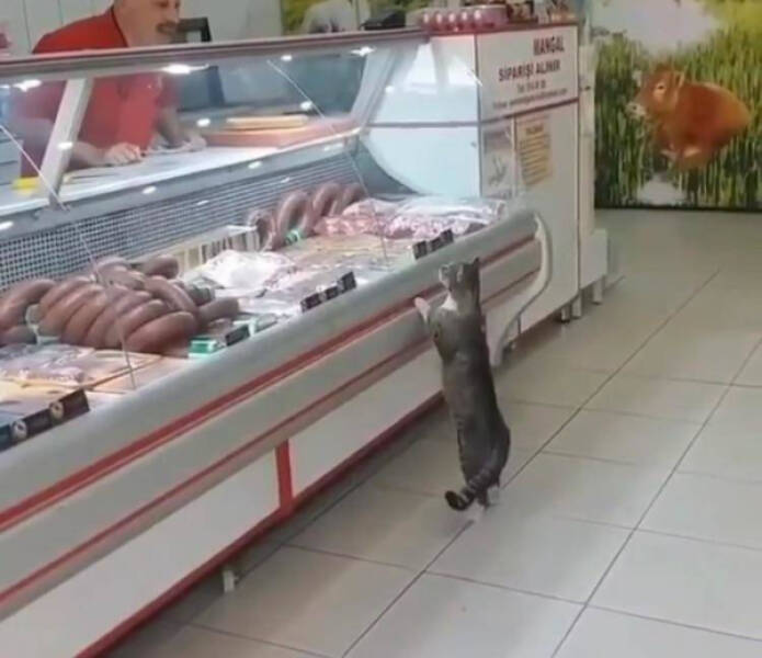 Purrfectly Hilarious Cat Moments Caught on Camera