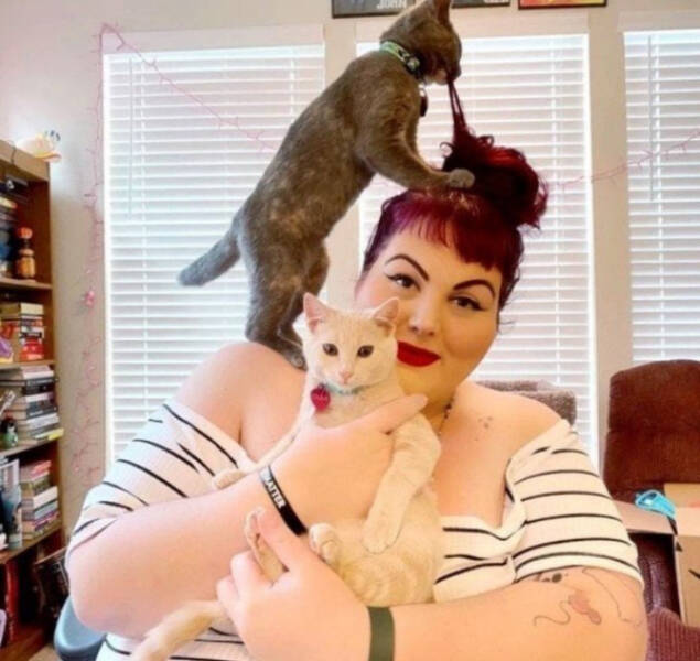 Purrfectly Hilarious Cat Moments Caught on Camera