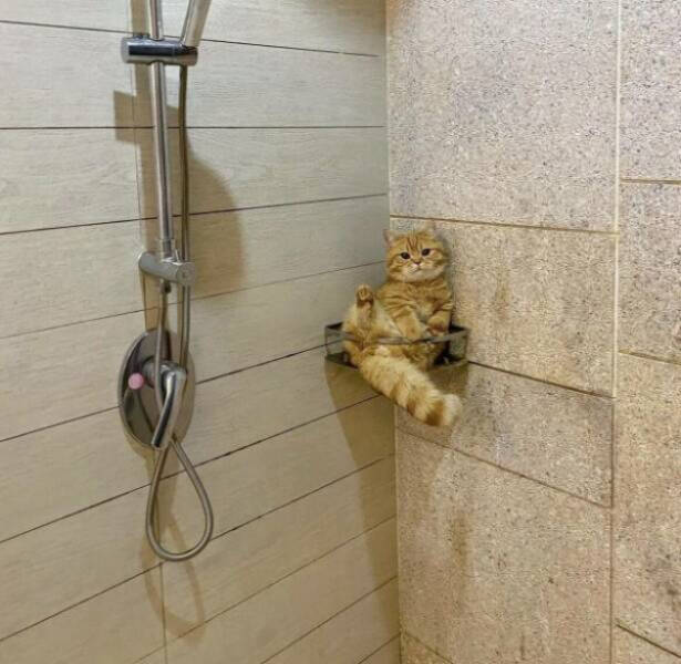 Purrfectly Hilarious Cat Moments Caught on Camera