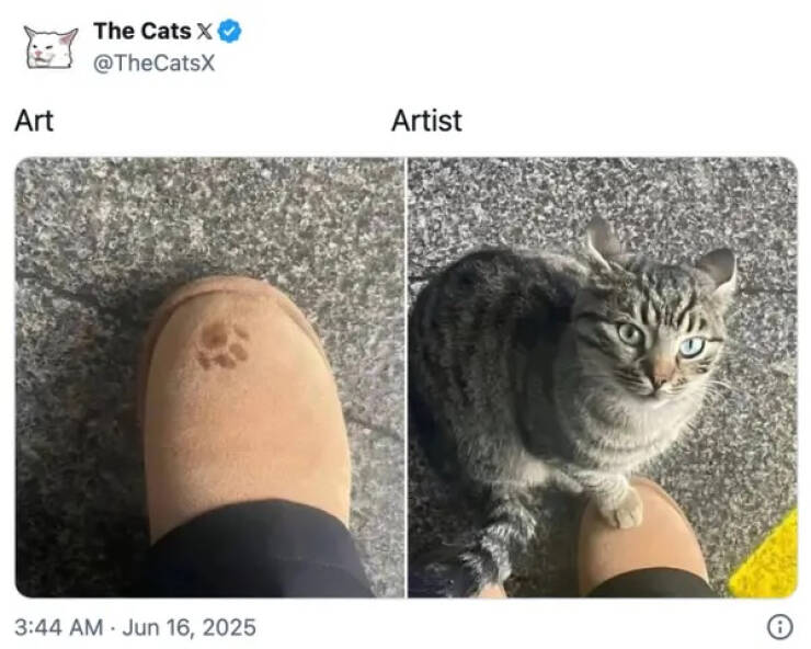 Purrfectly Hilarious Cat Moments Caught on Camera