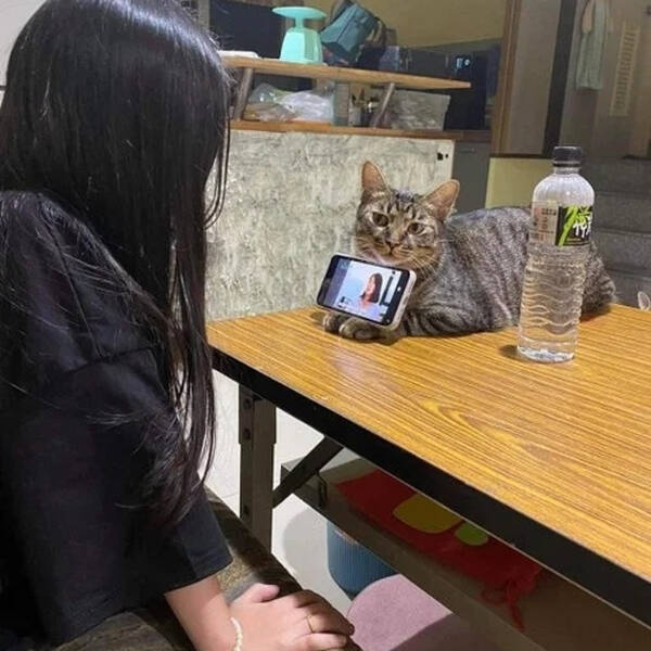 Purrfectly Hilarious Cat Moments Caught on Camera