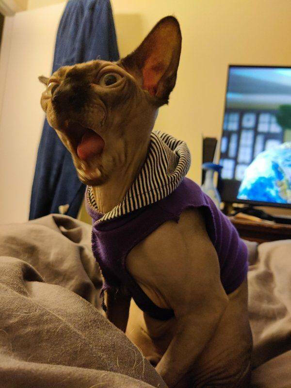 Purrfectly Hilarious Cat Moments Caught on Camera