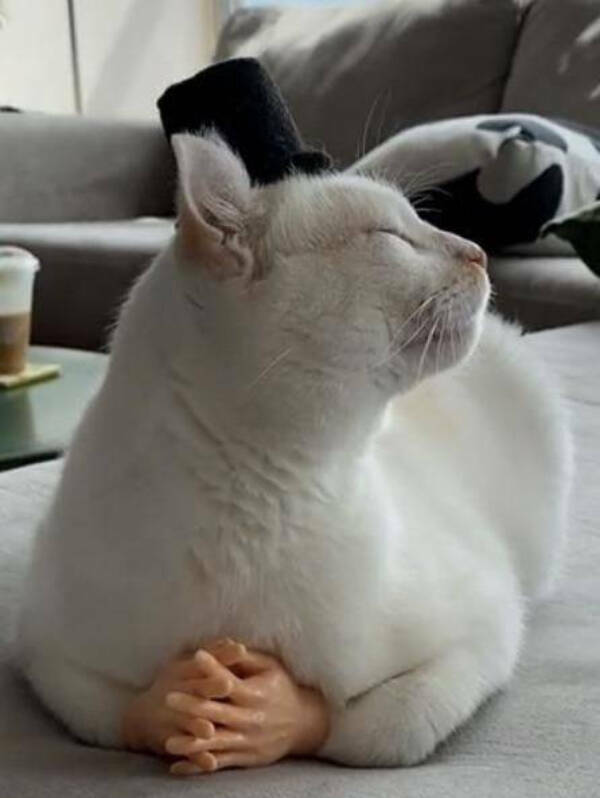 Purrfectly Hilarious Cat Moments Caught on Camera