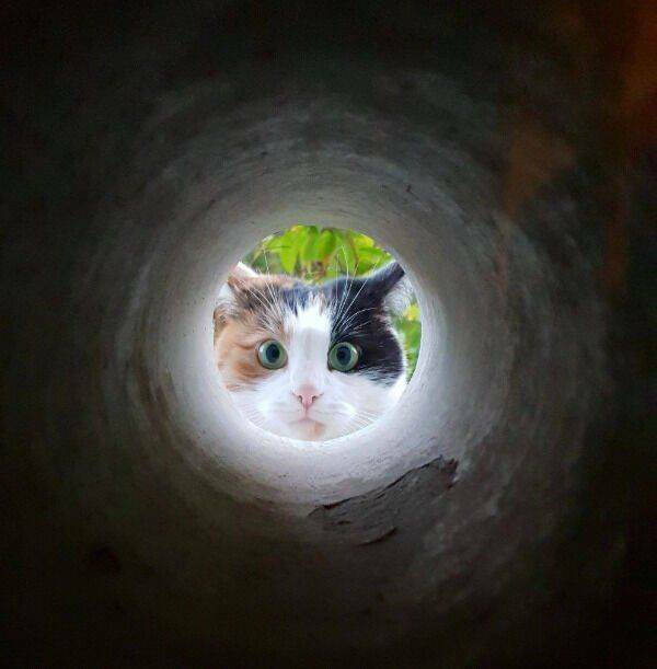 Purrfectly Hilarious Cat Moments Caught on Camera
