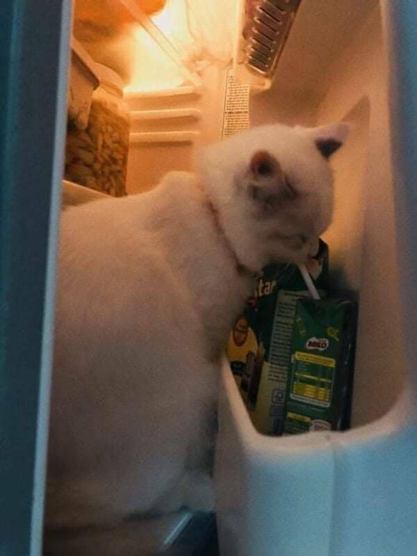 Purrfectly Hilarious Cat Moments Caught on Camera