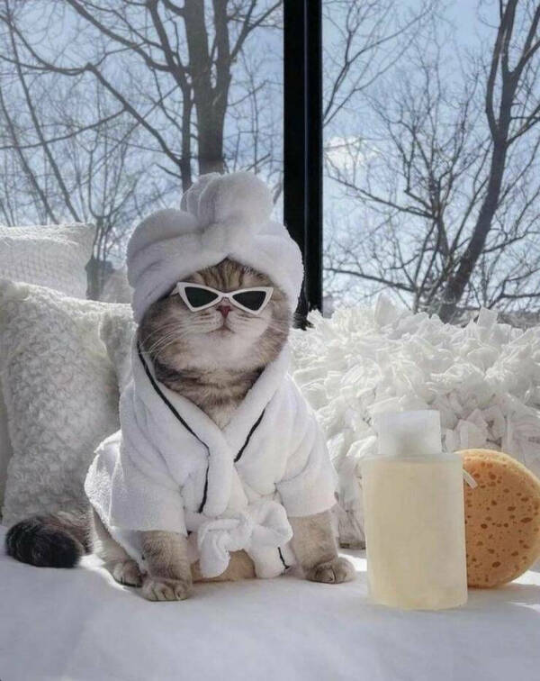 Purrfectly Hilarious Cat Moments Caught on Camera