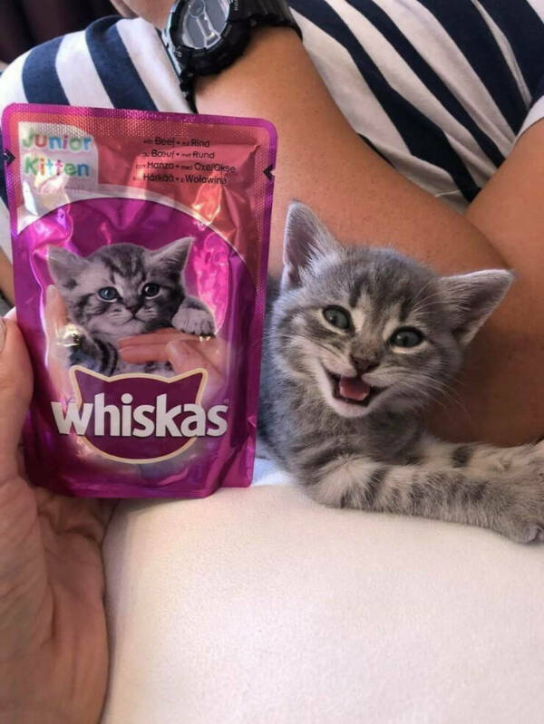 Purrfectly Hilarious Cat Moments Caught on Camera