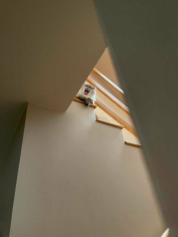 Purrfectly Hilarious Cat Moments Caught on Camera