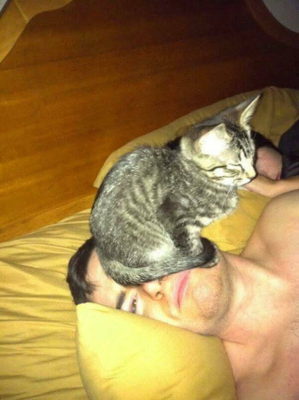 Purrfectly Hilarious Cat Moments Caught on Camera