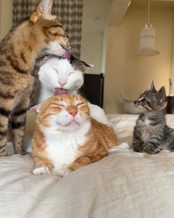 Purrfectly Hilarious Cat Moments Caught on Camera