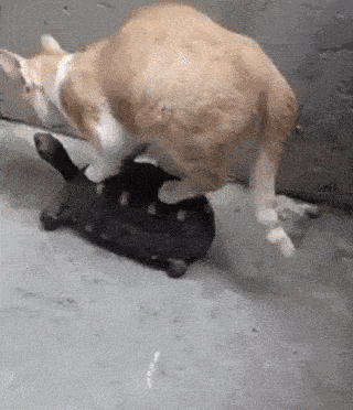 Daily Gifdump