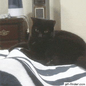 Daily Gifdump