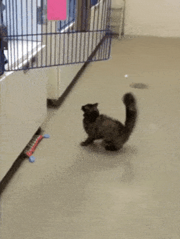 Daily Gifdump