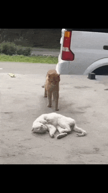 Daily Gifdump
