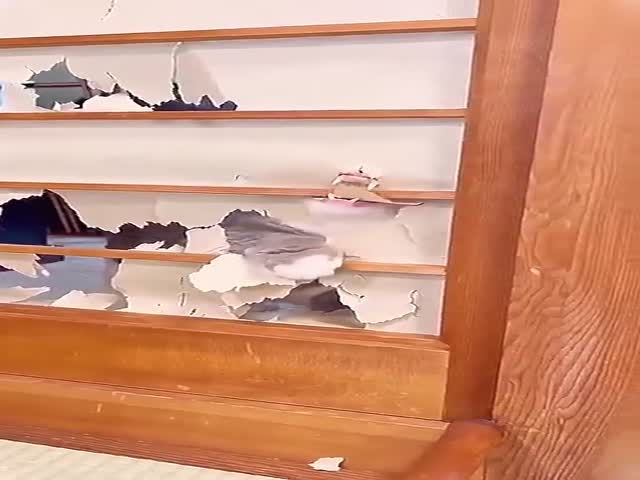 Cats Being Cats