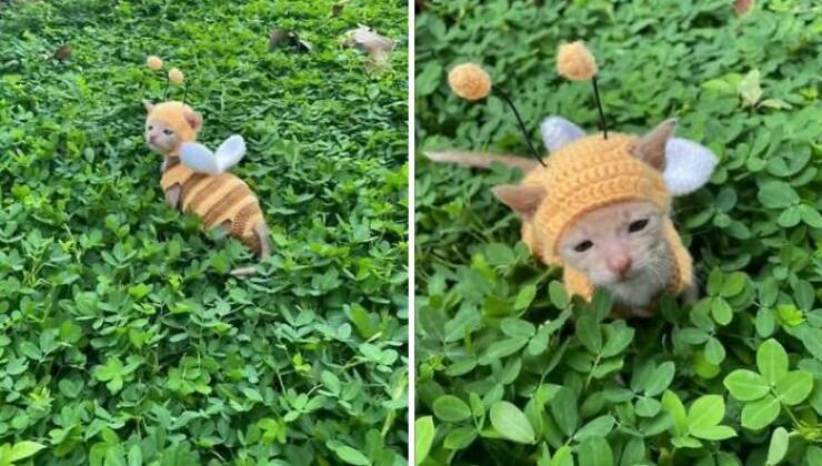 Goofy Animals Doing Their Thing