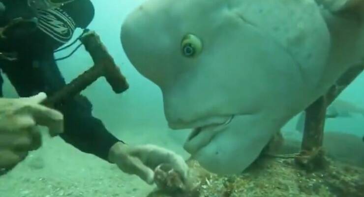 Goofy Animals Doing Their Thing