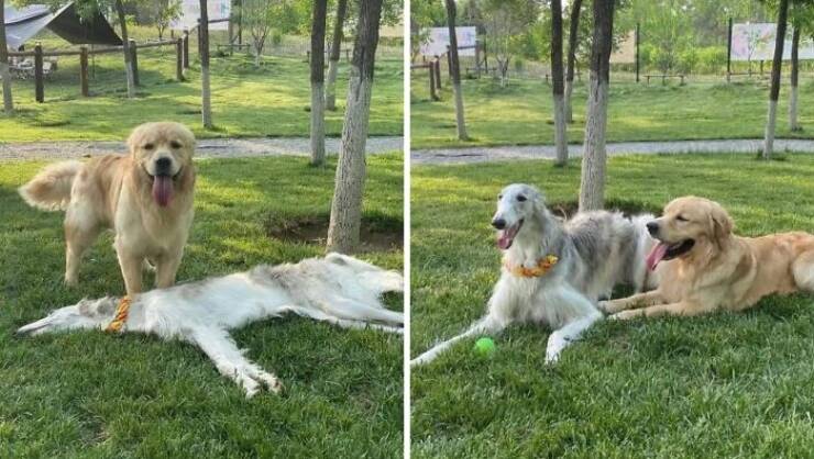 Goofy Animals Doing Their Thing